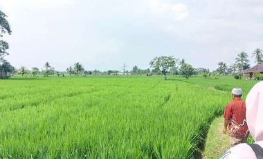 Jual Tanah Sawah di Cianjur