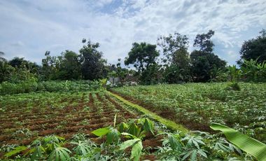 Dijual Lahan luas rancan Maya bogor