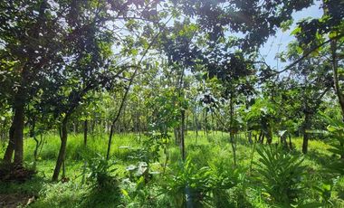 Dijual Lahan luas rancan Maya bogor