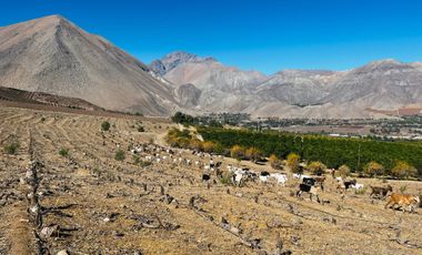 Parcela en venta en VICUÑA