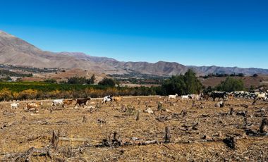 Parcela en venta en VICUÑA