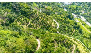 Se Vende Finca Productiva En Génova - Quindío