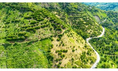 Se Vende Finca Productiva En Génova - Quindío