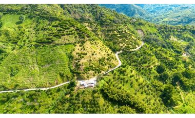 Se Vende Finca Productiva En Génova - Quindío