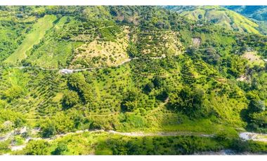 Se Vende Finca Productiva En Génova - Quindío