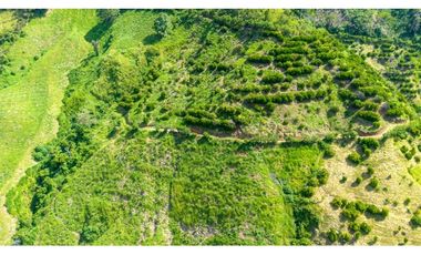 Se Vende Finca Productiva En Génova - Quindío