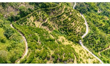 Se Vende Finca Productiva En Génova - Quindío
