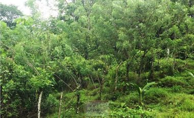 Vendo finca en Bocas del Toro Isla Bastimento L.T