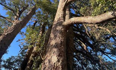 Casa en venta en FRUTILLAR