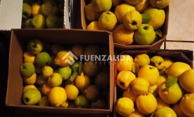 Parcela en Venta en camino Las Tinajas / El Queule