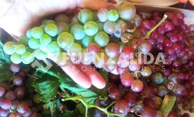 Parcela en Venta en camino Las Tinajas / El Queule