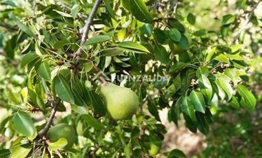 Parcela en Venta en camino Las Tinajas / El Queule