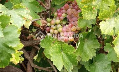 Parcela en Venta en camino Las Tinajas / El Queule