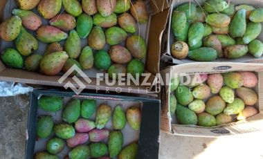 Parcela en Venta en camino Las Tinajas / El Queule