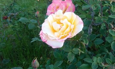 Parcela en Venta en camino Las Tinajas / El Queule