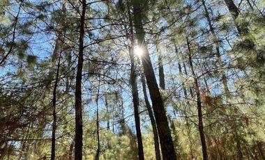 Terreno en Boskania  ubicado dentro  Bosque de Atemajac de Brizuela
