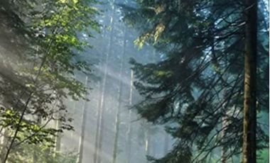 Terreno en Boskania  ubicado dentro  Bosque de Atemajac de Brizuela