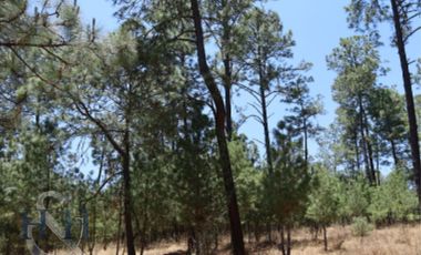Terreno en Boskania  ubicado dentro  Bosque de Atemajac de Brizuela