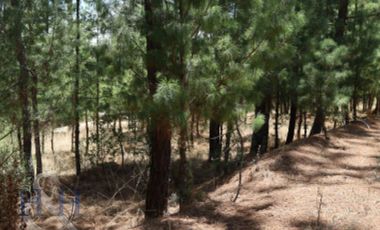 Terreno en Boskania  ubicado dentro  Bosque de Atemajac de Brizuela