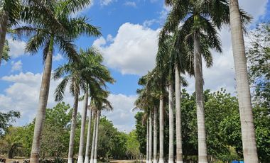 Quinta con 5.6 Hectareas y Cenote en Tekat