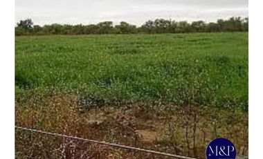VENTA- CAMPO 258 HAS- TUCLAME