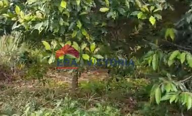 Jual Tanah Cocok Untuk Berkebun di Semen Kab Kediri