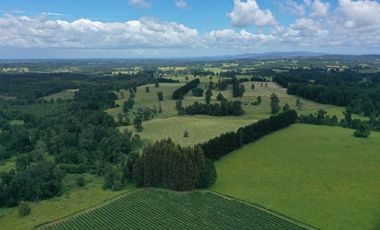 Paillaco, campo frutícola y ganadero