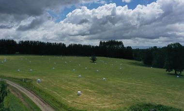 Paillaco, campo frutícola y ganadero