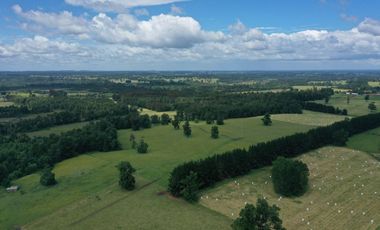 Paillaco, campo frutícola y ganadero