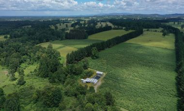 Paillaco, campo frutícola y ganadero