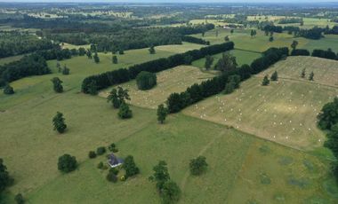 Paillaco, campo frutícola y ganadero