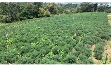 LA CUMBRE Las Violetas  La Ventura AGUA LOTES CAMPESTRES $70,000 M2