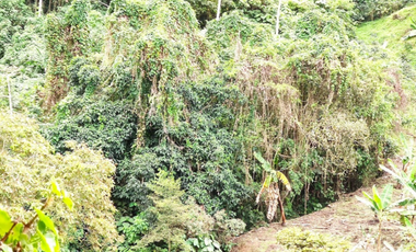 QUINDIO EJE CAFETERO BUENA VISTA CERCA A CAICEDONIA PANACA ARMENIA