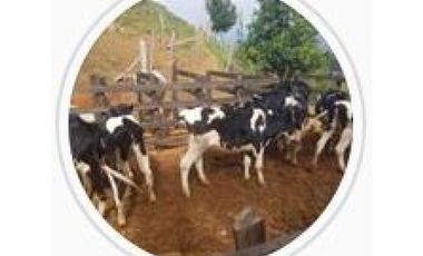 DAPA GRAN FINCA EN DAPA GANADO CABALLOS 32250 M2 US$ 970,000 DÓLARES