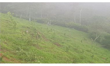 DAPA GRAN FINCA EN DAPA GANADO CABALLOS 32250 M2 US$ 970,000 DÓLARES