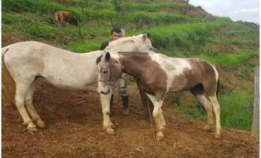 DAPA GRAN FINCA EN DAPA GANADO CABALLOS 32250 M2 US$ 970,000 DÓLARES