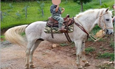 DAPA GRAN FINCA EN DAPA GANADO CABALLOS 32250 M2 US$ 970,000 DÓLARES