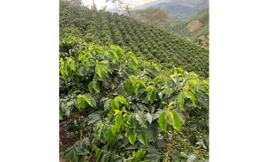Venta de Finca Platanera y Cafetera en Balboa, Risaralda 