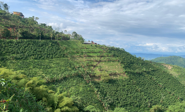 Venta de Finca Platanera y Cafetera en Balboa, Risaralda 