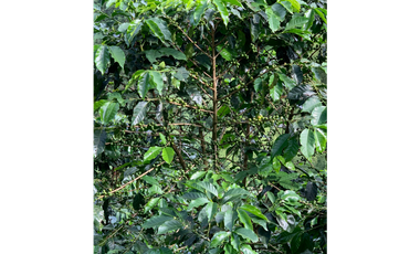 Venta de Finca Platanera y Cafetera en Balboa, Risaralda 