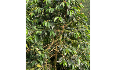Venta de Finca Platanera y Cafetera en Balboa, Risaralda 