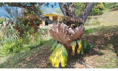 Venta De Finca En Sopetran