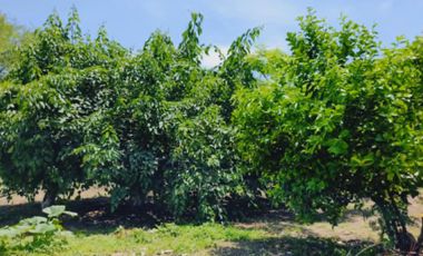 Terreno en venta en Jojutla Morelos