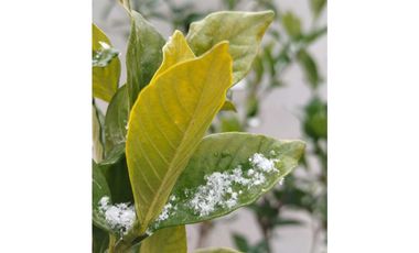 VENTA DE FINCA PRODUCTIVA Y COMPLETA 10 HAS EN PHILLIP, JUNIN, MENDOZA