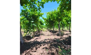 VENTA DE FINCA PRODUCTIVA Y COMPLETA 10 HAS EN PHILLIP, JUNIN, MENDOZA