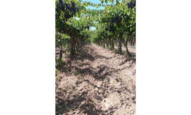 VENTA DE FINCA PRODUCTIVA Y COMPLETA 10 HAS EN PHILLIP, JUNIN, MENDOZA