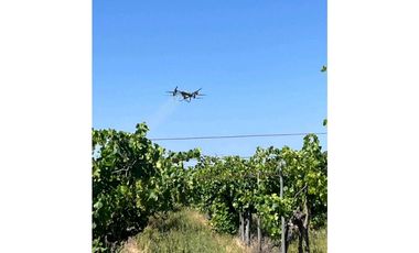 VENTA DE FINCA PRODUCTIVA Y COMPLETA 10 HAS EN PHILLIP, JUNIN, MENDOZA