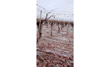 VENTA DE FINCA PRODUCTIVA Y COMPLETA 10 HAS EN PHILLIP, JUNIN, MENDOZA