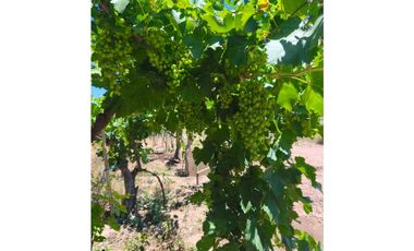 VENTA DE FINCA PRODUCTIVA Y COMPLETA 10 HAS EN PHILLIP, JUNIN, MENDOZA