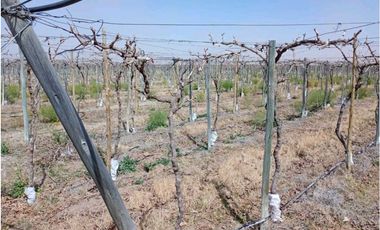 VENTA DE FINCA 50 HAS EN EL MARCADO- SANTA ROSA